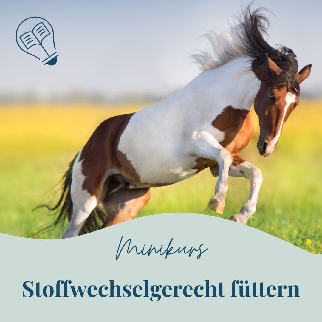 Minikurs Onlinekurs Pferd Stoffwechsel
