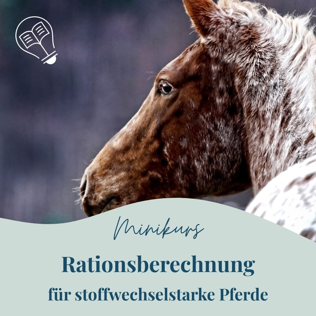 Rationsberechnung Pferd Stoffwechsel