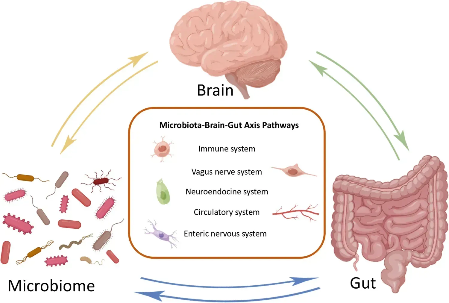 Gut Brain Axis