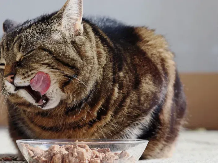 feeling full and satisfied after eating a healthy meal, representing balanced hunger hormones