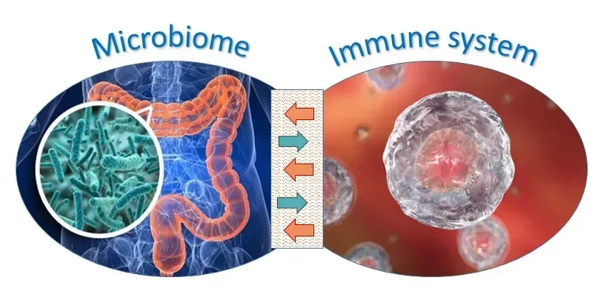 “Illustration of gut lining with immune cells and microbes demonstrating the gut-immune connection.”