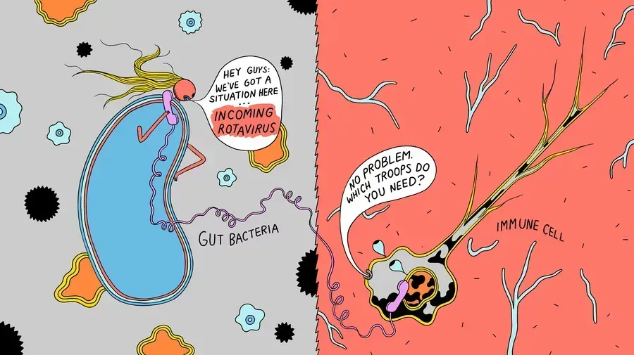 “Visual showing gut microbes stimulating immune cell activity to support immunity.”