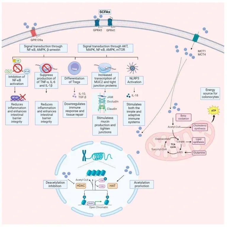 Close-up scientific-style illustration of gut microbiota with short-chain fatty acids (SCFAs) labelled