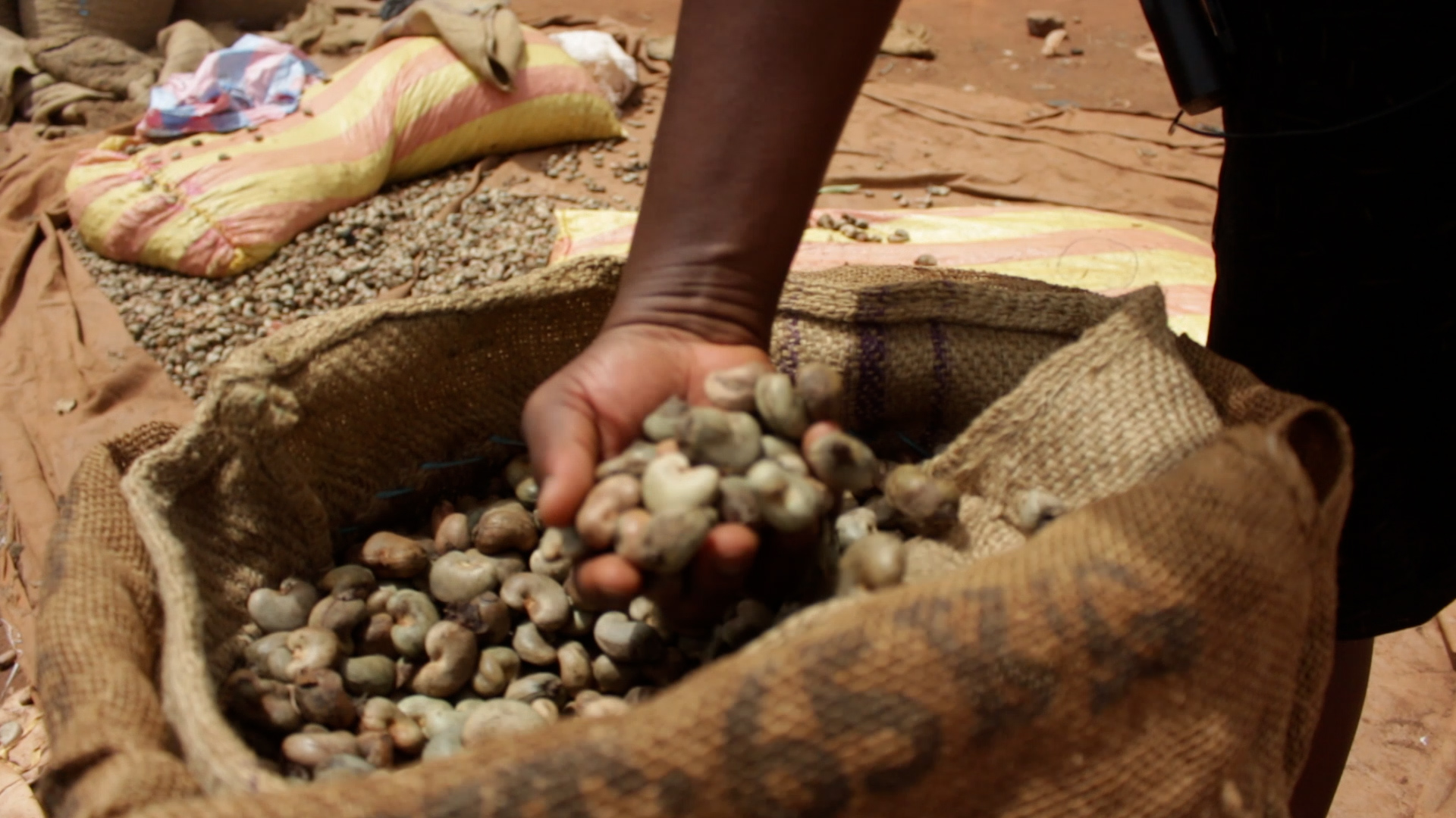 Cashew Benin