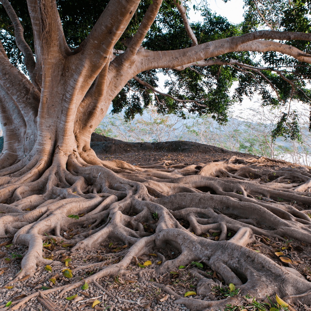 racine d'un arbre symbolisant les connections neuronales et émotionnelles