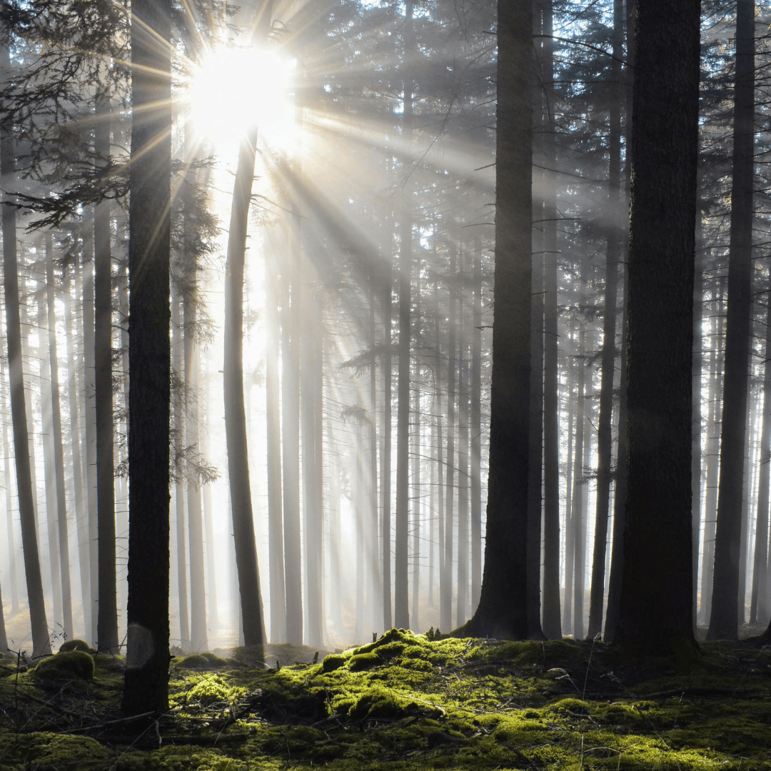 foret de montagne traversée par des rayons de soleil, symbolisant l'énergie dynamise, équilibre, ressource.
