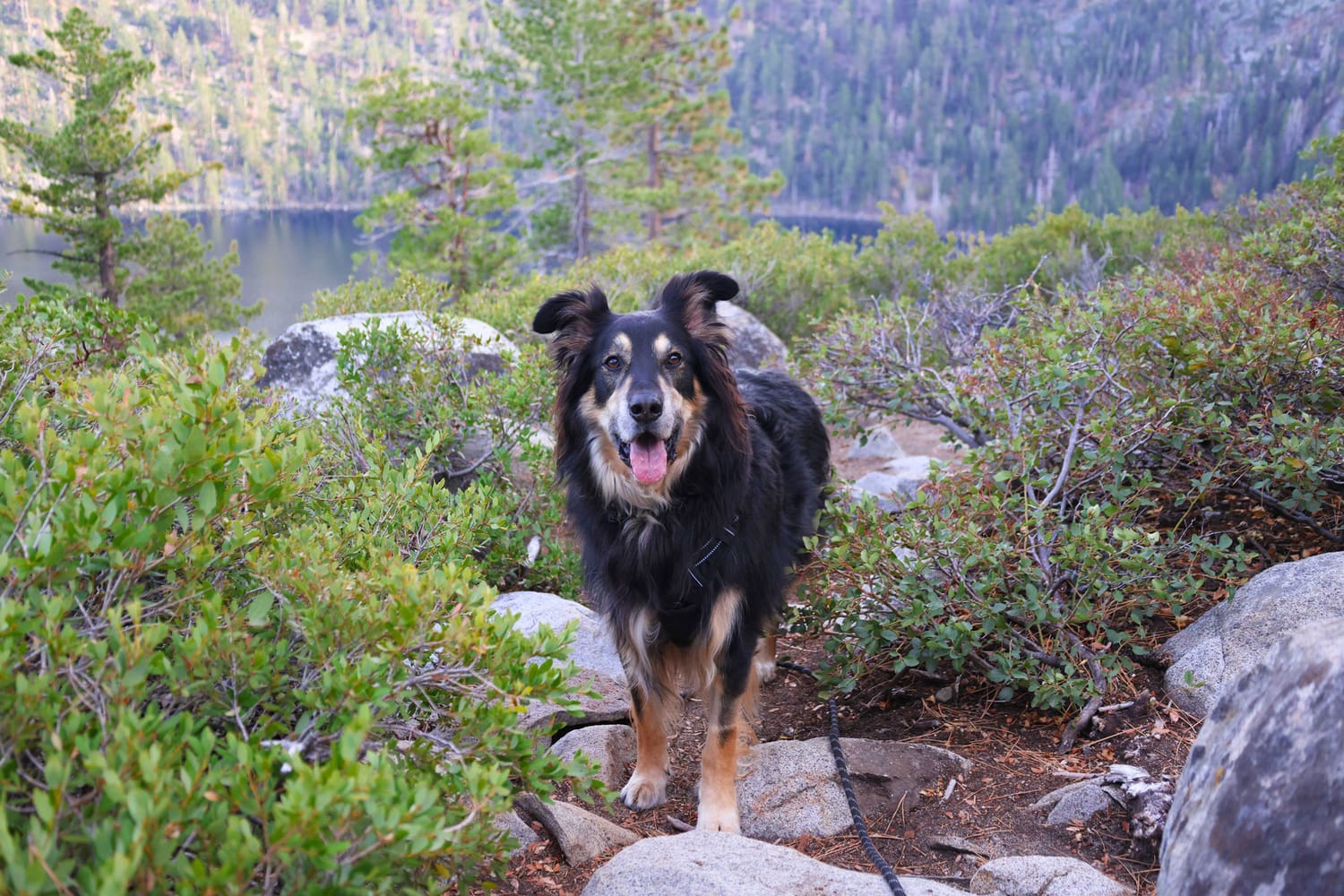 Glamping with cat and dog