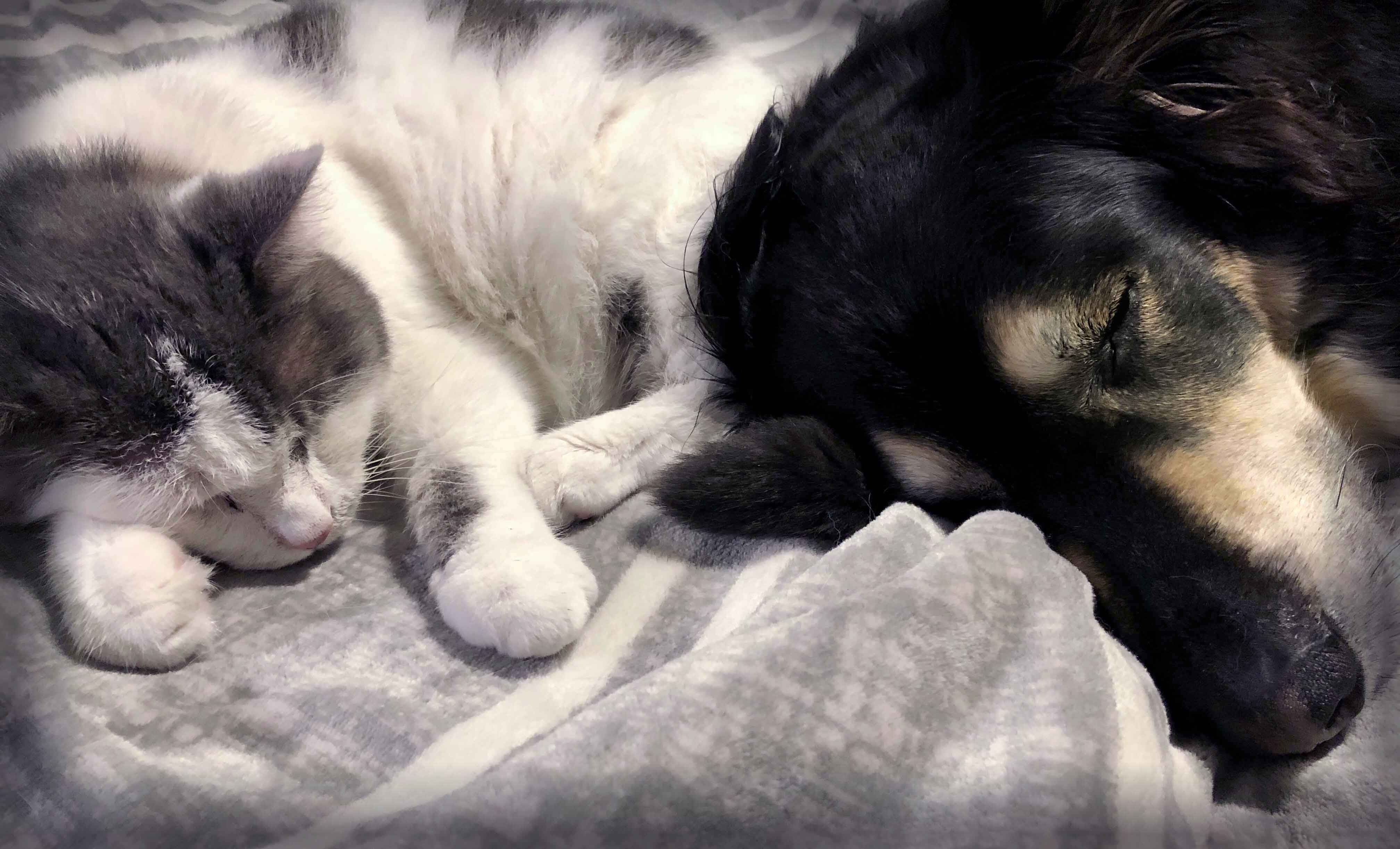 Glamping with cat and dog