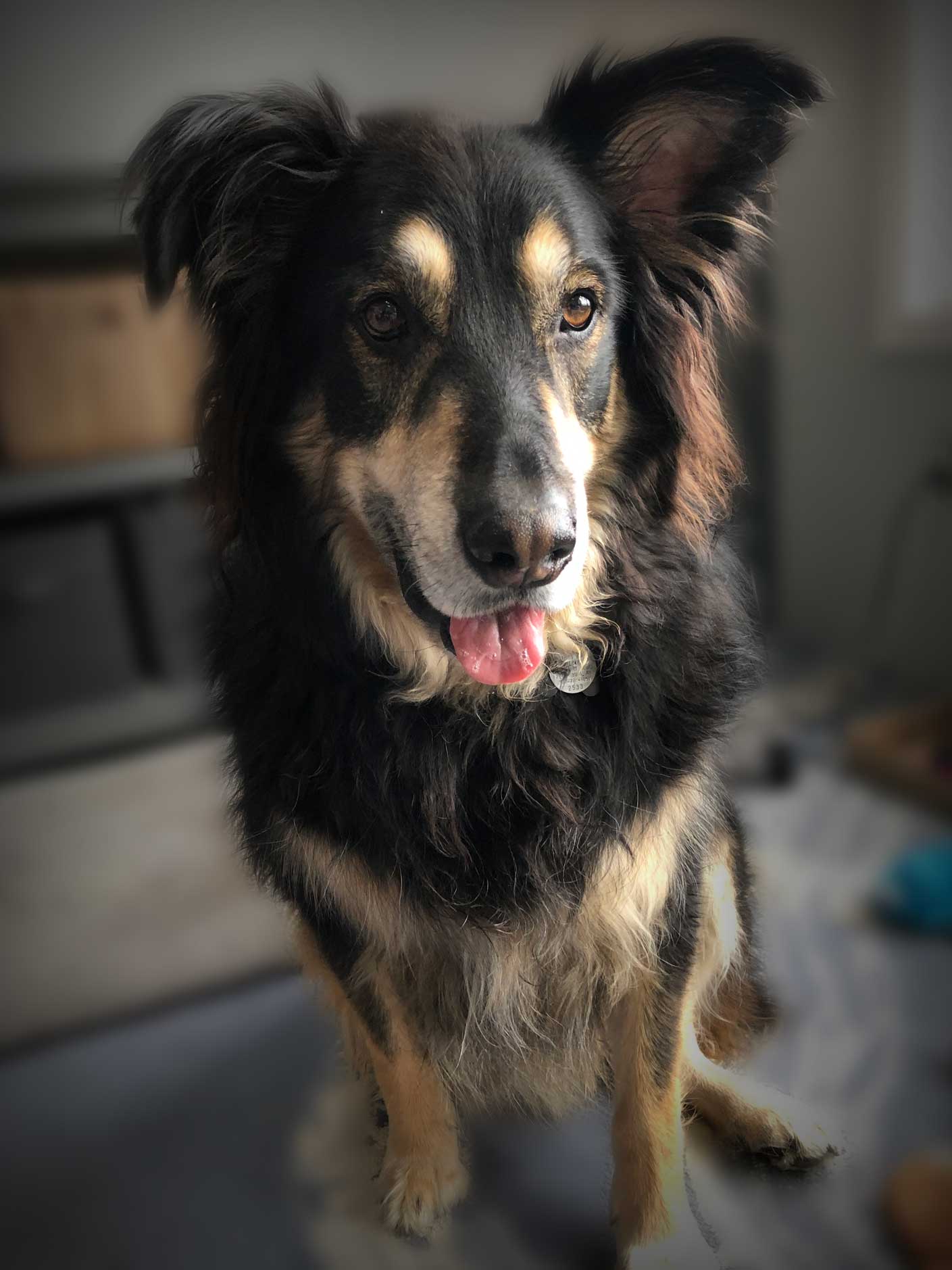 Upright dog ear positions showing secret communication signals