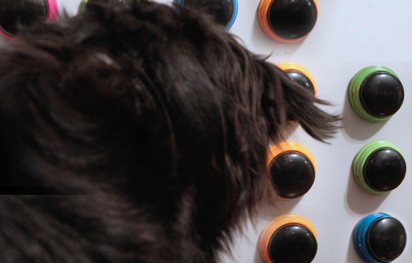 Three-legged rescue dog Jax using dog talking buttons mounted on wall to communicate with owner