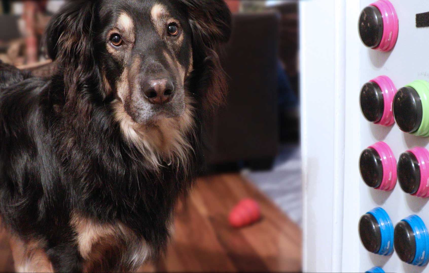 Dog talking buttons setup showing recordable communication buttons for teaching dogs to talk