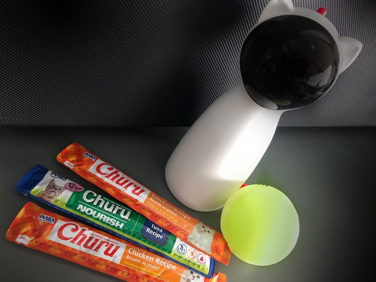 Jax the dog and Milan the cat play and interact together