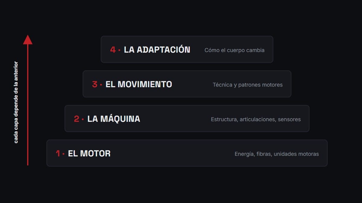 Gráfico educativo de las cuatro capas del rendimiento en Potenciatletica Fundamentals: Performance
