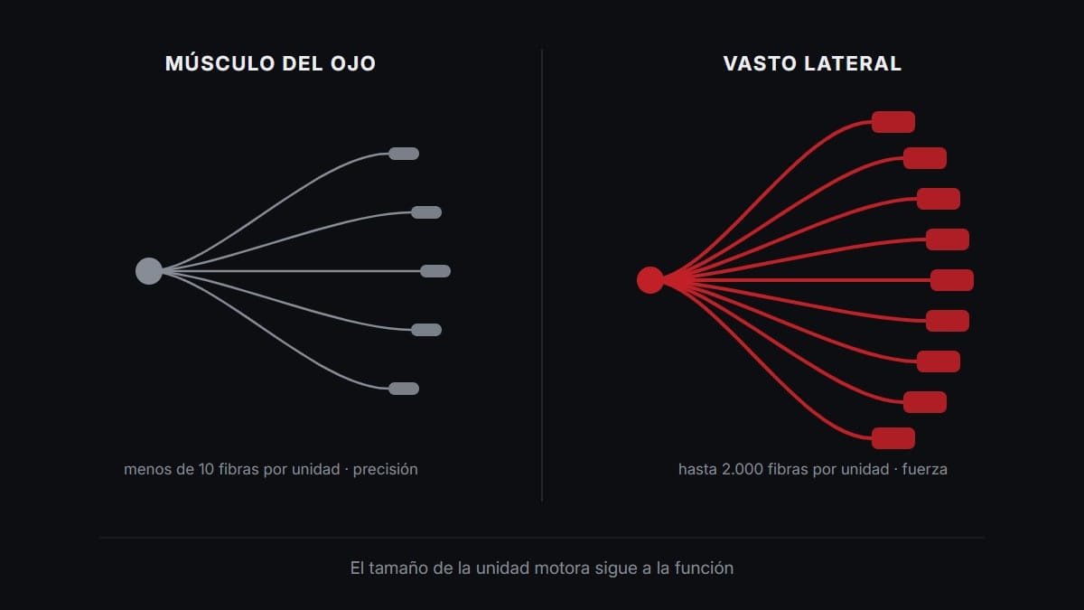 Gráfico educativo sobre producción de fuerza utilizado como imagen editorial de Fundamentals Power