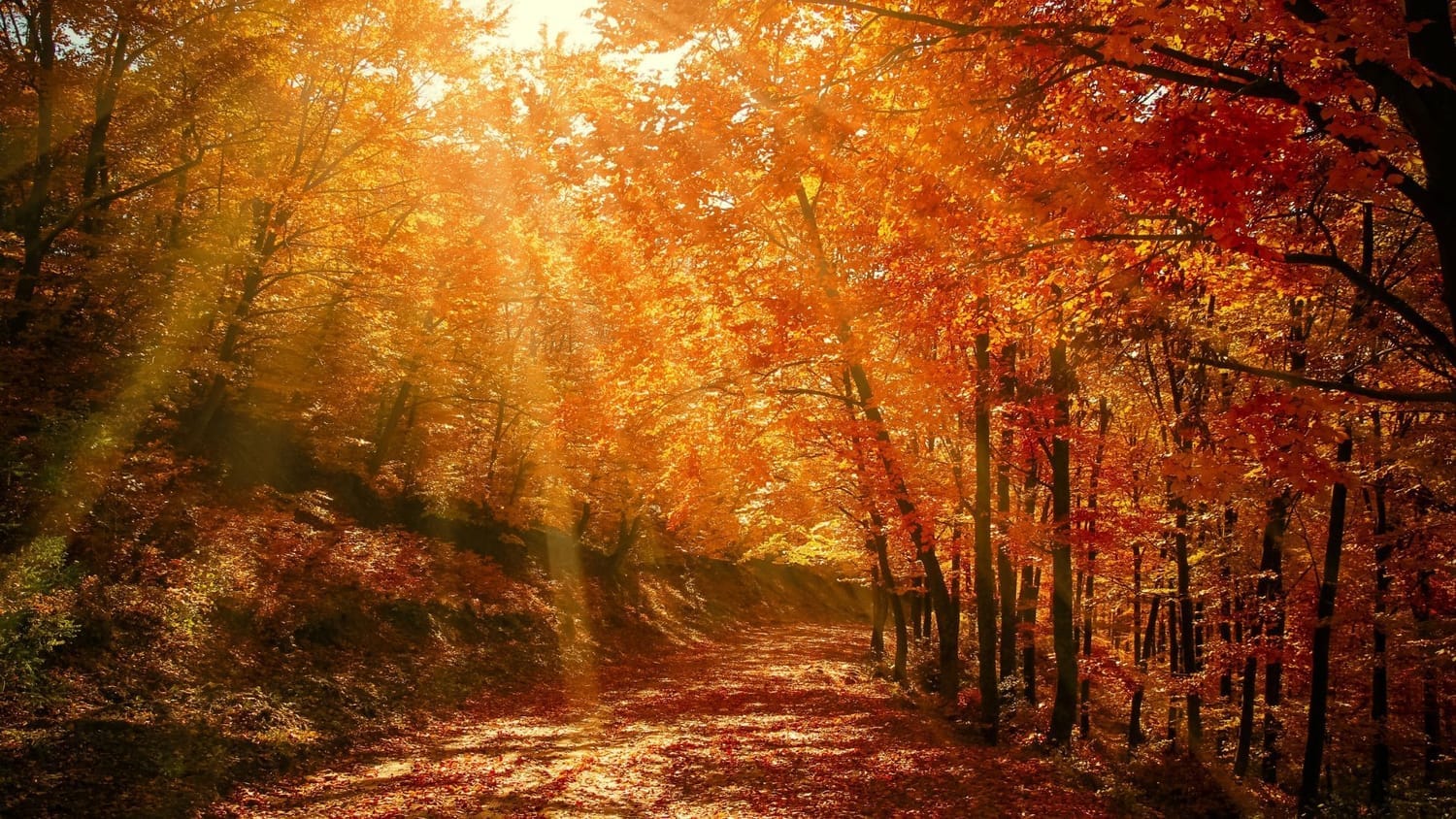 alt="La douceur de l'automne"