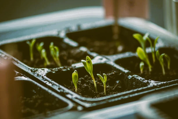 formation pour créer sa micro-pépinière