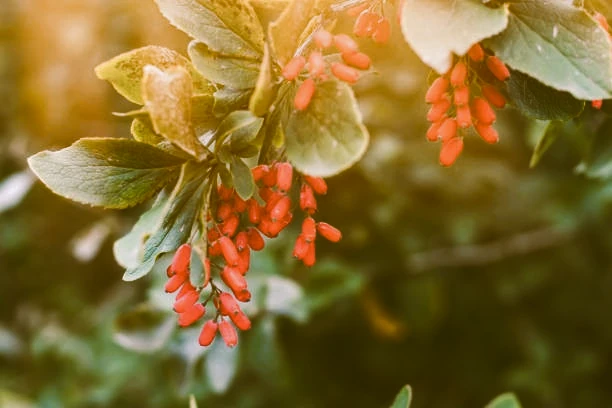 mahonia - pépinières de baies comestibles