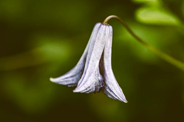 Fleurs bleues de clematis Rooguchi