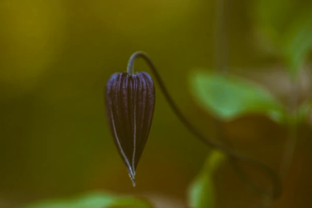 Fleurs bleues de clematis Rooguchi