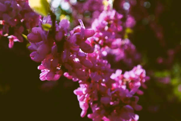 cercis - arbre de judée