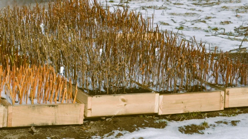 Boutures de bois dur de vigne et saule disposées dans des plateaux