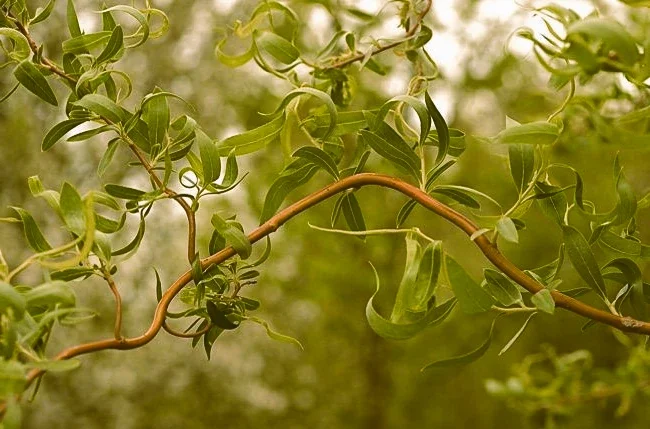 Saule Golden Curls