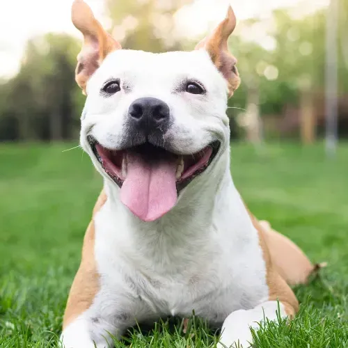 dog resting on a clean lawn after dog poop cleanup