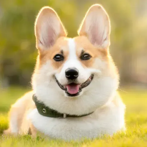dog resting on a clean lawn after dog poop cleanup