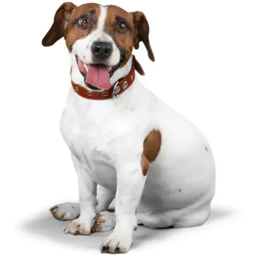 white dog standing and looing forward