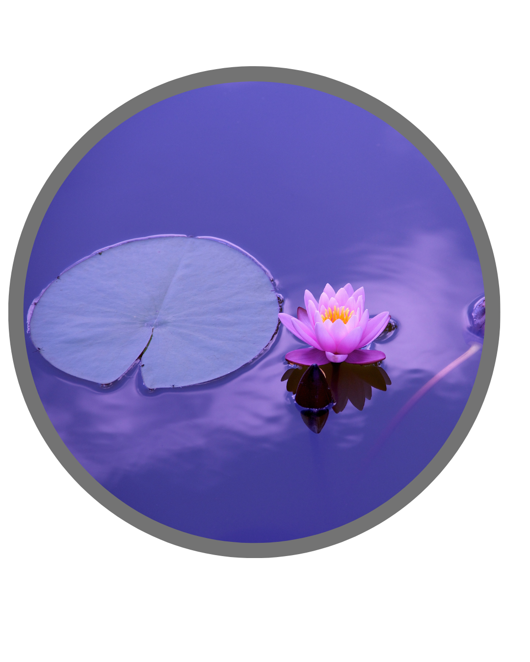 Calme lotus zen pas de stress naturopathe