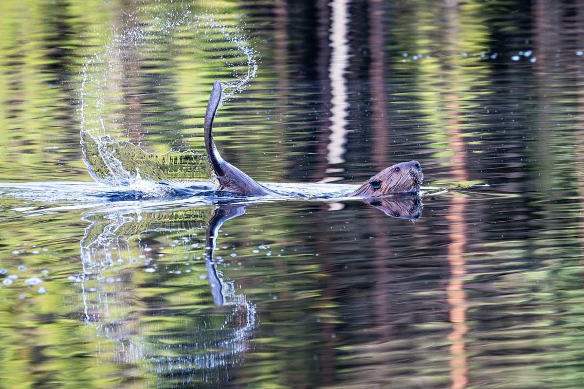 Wildlife 1