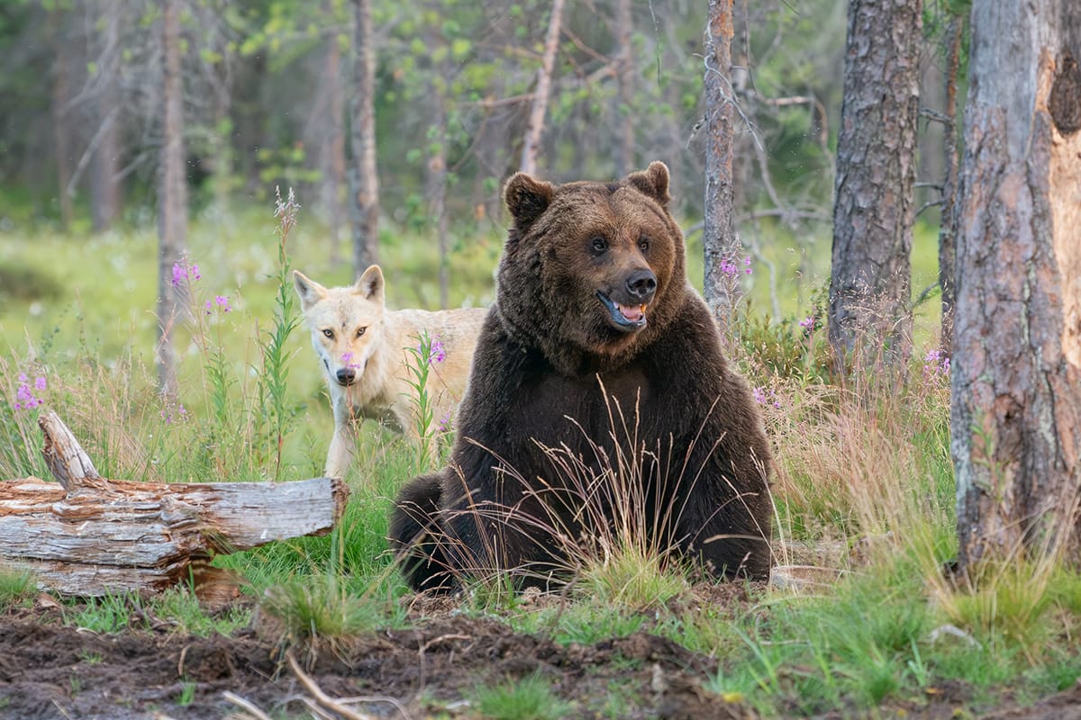 Wildlife 2