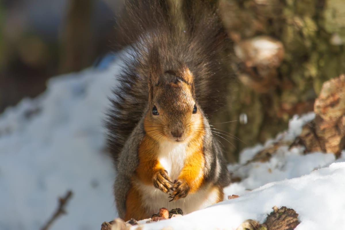 Wildlife 3