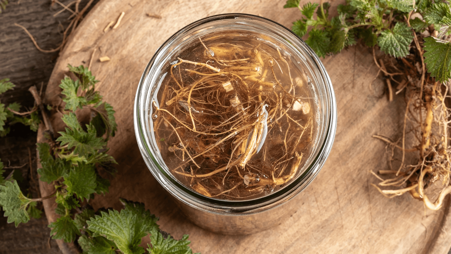 nettle root