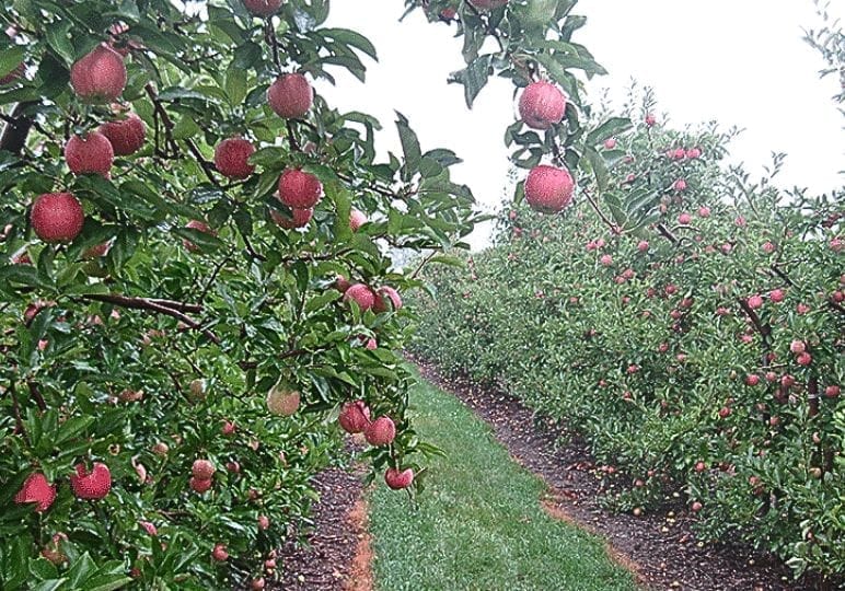 Visitors enjoying an apple picking trip at Downey’s Orchard in Ontario countryside