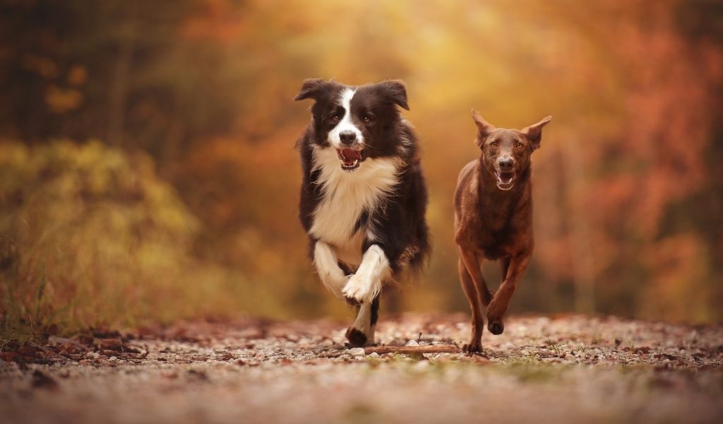 Comment apprendre le rappel à votre chien ? Science Canine