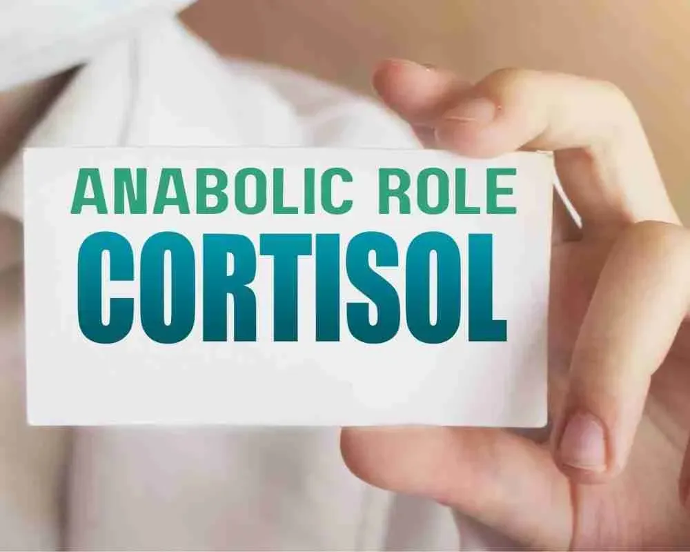 Image: corticole - Anabolic Role