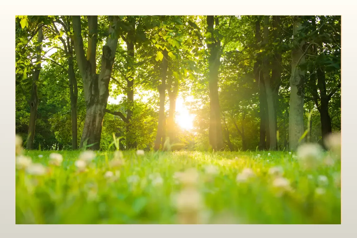 sun shining through trees, representing food freedom via Wildfit