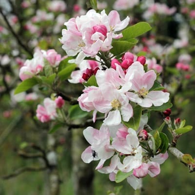 Pommiers en fleurs