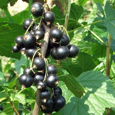 Petits fruits