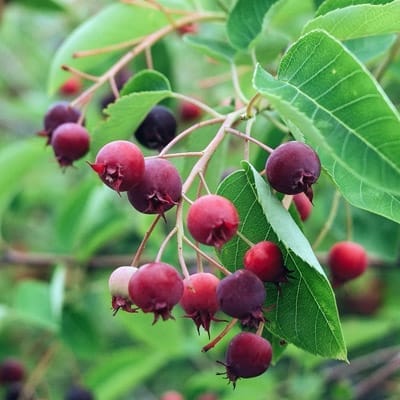 Amélanchiers
