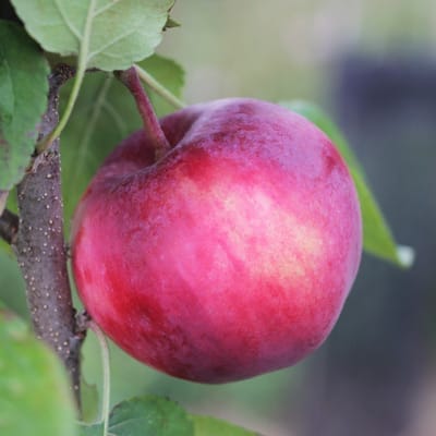 Pommes Elstar