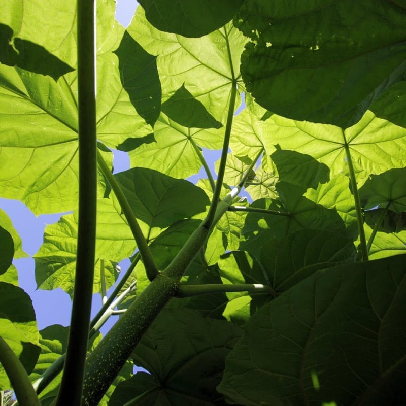 Paulownia