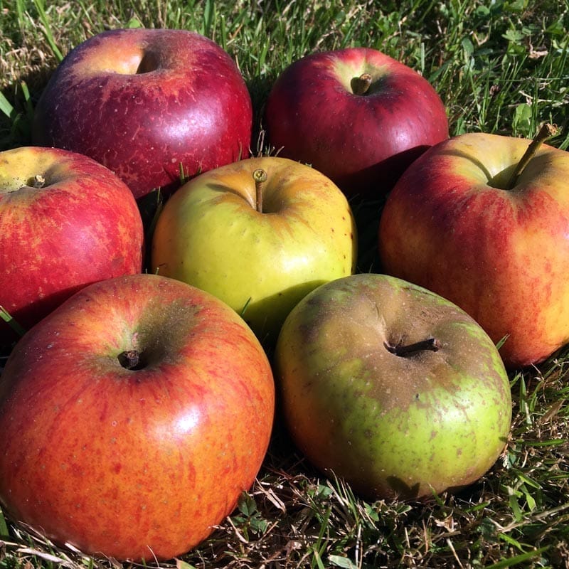 Récolte de pommes