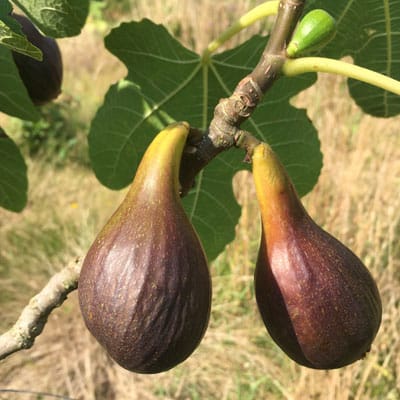 Petits fruits