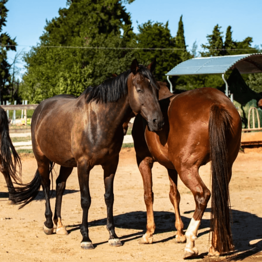 Formation Ethologie & Alimentation 