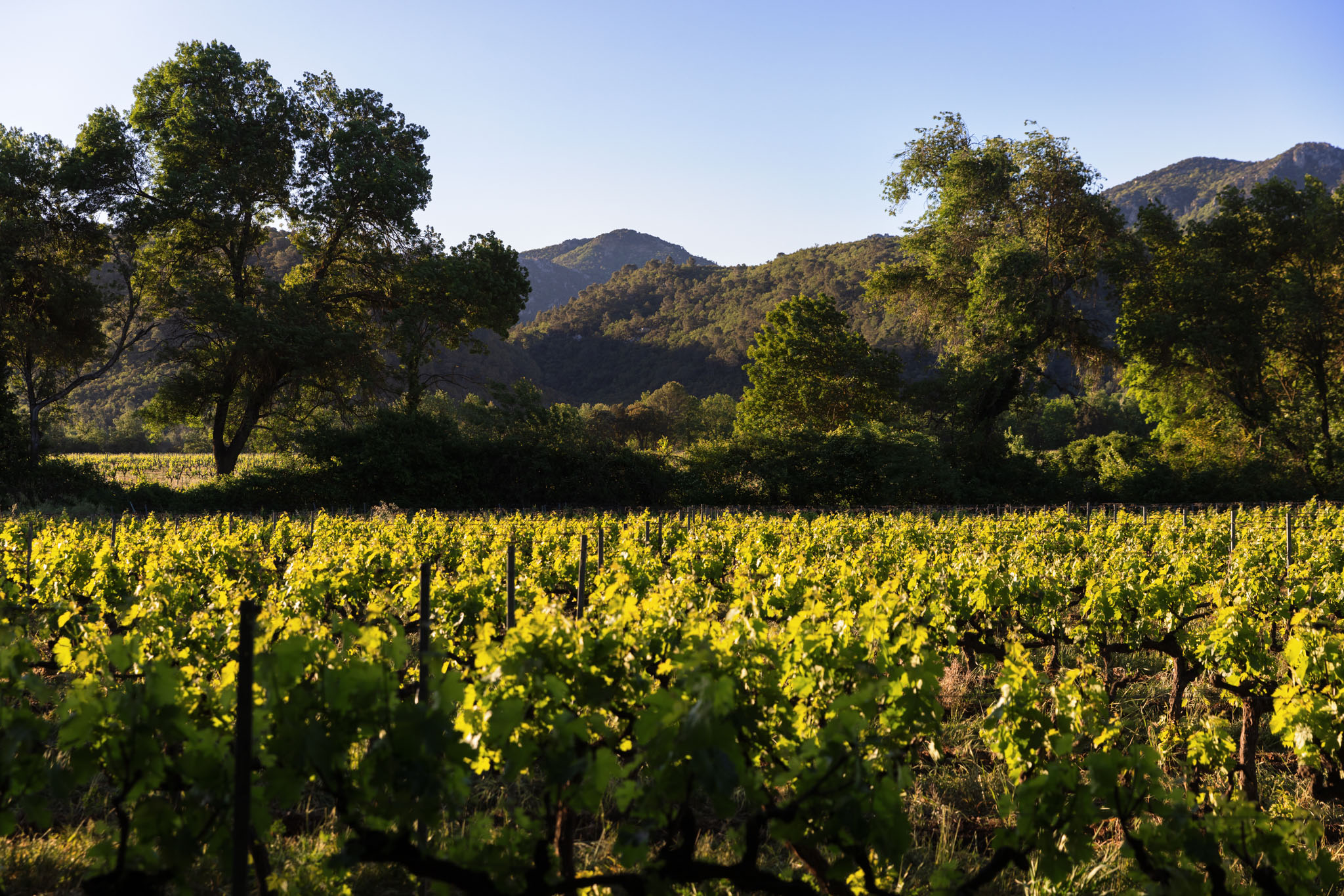 Domaine La Gayolle