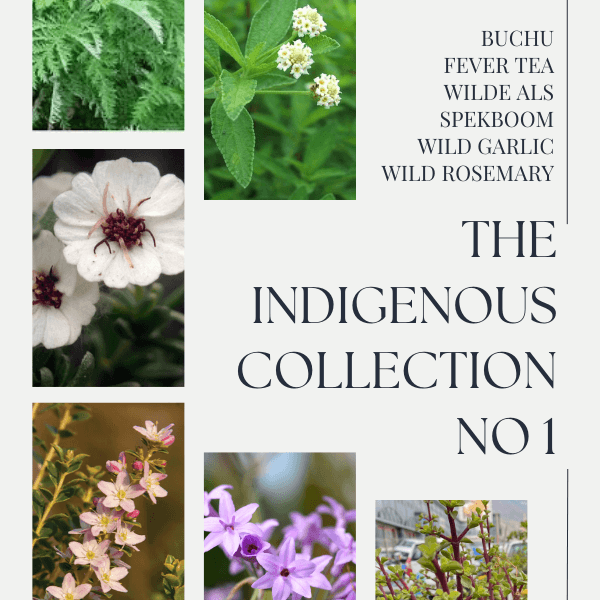 Indigenous Collection No 1