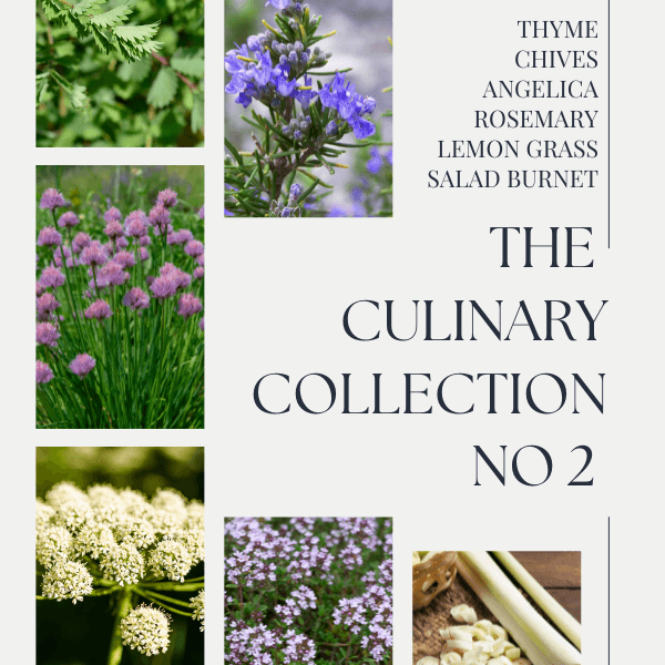 The Culinary Collection No 2
