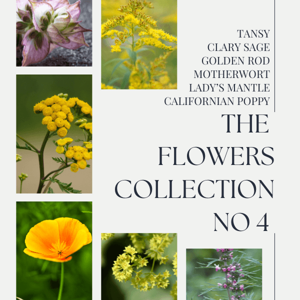 Flowers Collection No 4